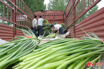 商河白桥万亩蒜薹迎来收获季